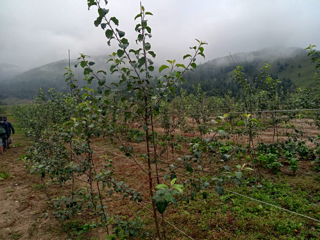 apple farm