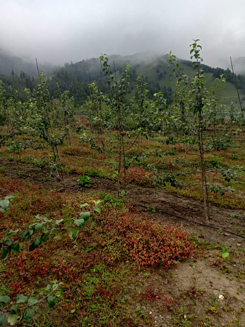 apple farm