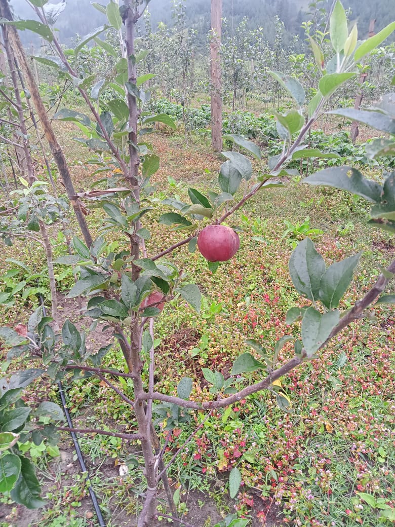 apple farm