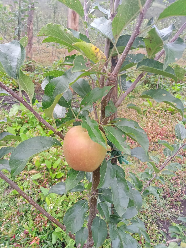 apple farm